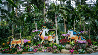 上海植物园年宵花展开幕，属马或姓名含“马”游客春节期间可免费参观