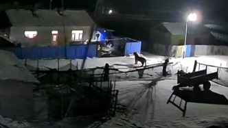 视频丨黑龙江穆棱一村庄发现东北虎，未造成人员伤亡