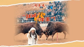 中国好赛来丨“战神”VS“牛王”！围观“村牛”赛，谁才是真的斗牛王者