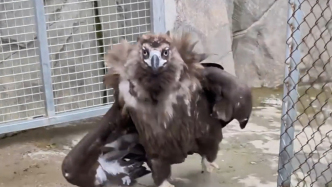 武漢一動物園禿鷲蹦蹦跳跳“上班”，飼養(yǎng)員：入園3年多，“老員工”了