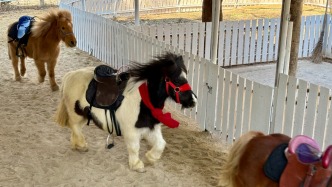 小矮馬、普氏野馬……春節(jié)來上海動物園尋找特別的馬