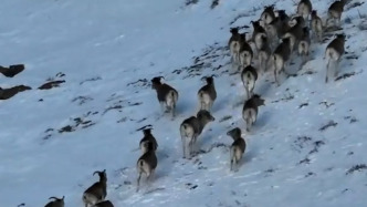 峭壁上的生機(jī)：巴音布魯克山區(qū)上百只北山羊現(xiàn)身，高山覓食場(chǎng)景壯觀