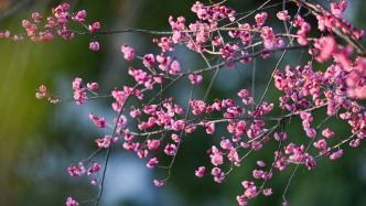 夜读｜梅花的品格