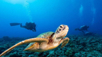 濒危物种回归，绿海龟终于正式“脱贫” ｜ 自然杂志暖心科学新闻（1）