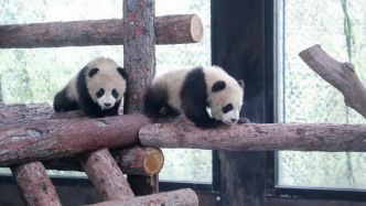 大熊猫龙凤胎将在春节期间与游客见面，刚来沪的“小姨”正在适应阶段