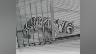 河南濮阳动物园隐瞒小老虎死讯用录屏冒充直播骗粉丝打赏，官方通报