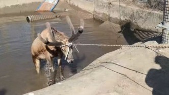 江苏盐城：麋鹿滑入水渠被困，村民报警求助消防员紧急施救