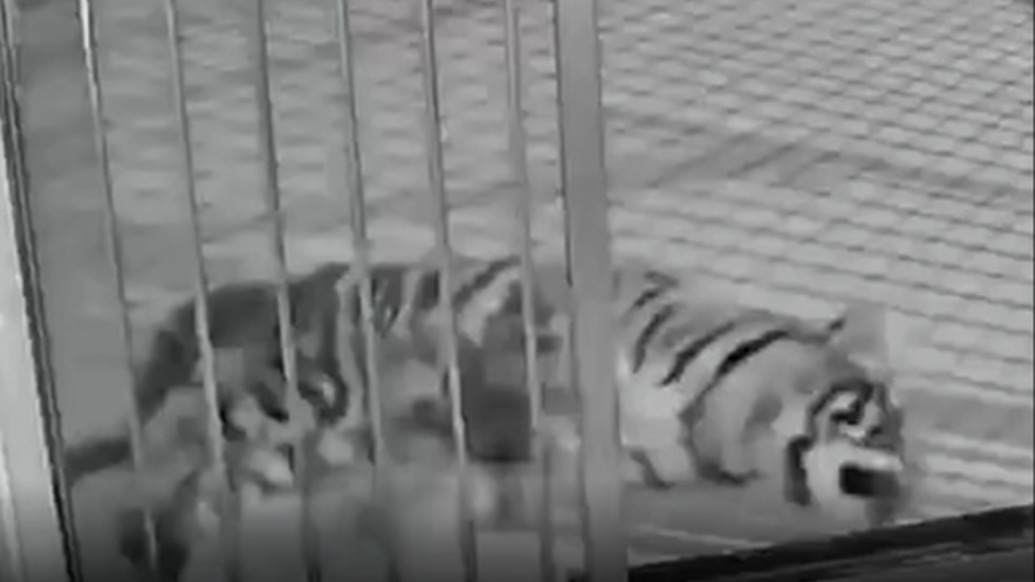 隐瞒小老虎死讯用录屏冒充直播骗打赏，濮阳市中心动物园园长被停职