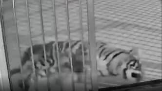 隐瞒小老虎死讯用录屏冒充直播骗打赏，濮阳市中心动物园园长被停职