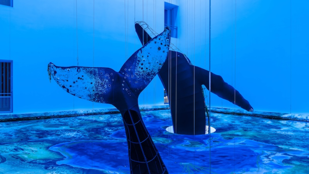 在美术馆里，听鲸鱼的歌声