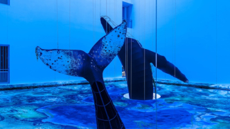 在美术馆里，听鲸鱼的歌声