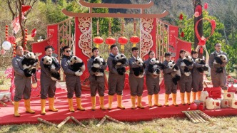 城事｜国宝天团出道：2025级新生大熊猫幼崽亮相贺新春