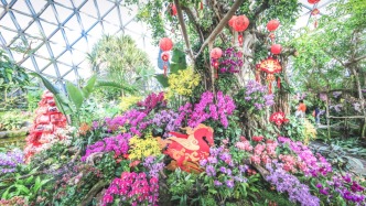 上海辰山植物園2026迎春花展即將啟幕，主打牡丹與高山杜鵑