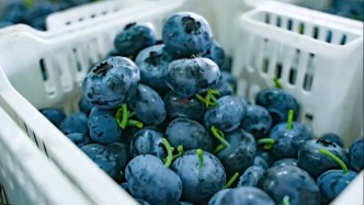 买的安心，吃的放心：拼多多“春节不打烊”全面提升食品消费保障