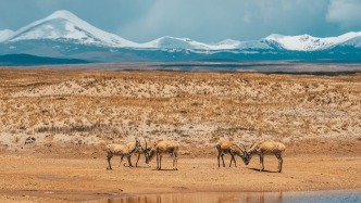 三江源国家公园管理局：有人打着《生命树》剧组和环保组织等名义非法募捐，提请网友和粉丝举报