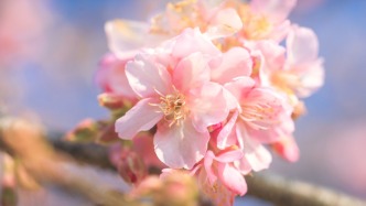 春節(jié)假期去賞櫻，上海辰山植物園早櫻品種將陸續(xù)進入盛花期