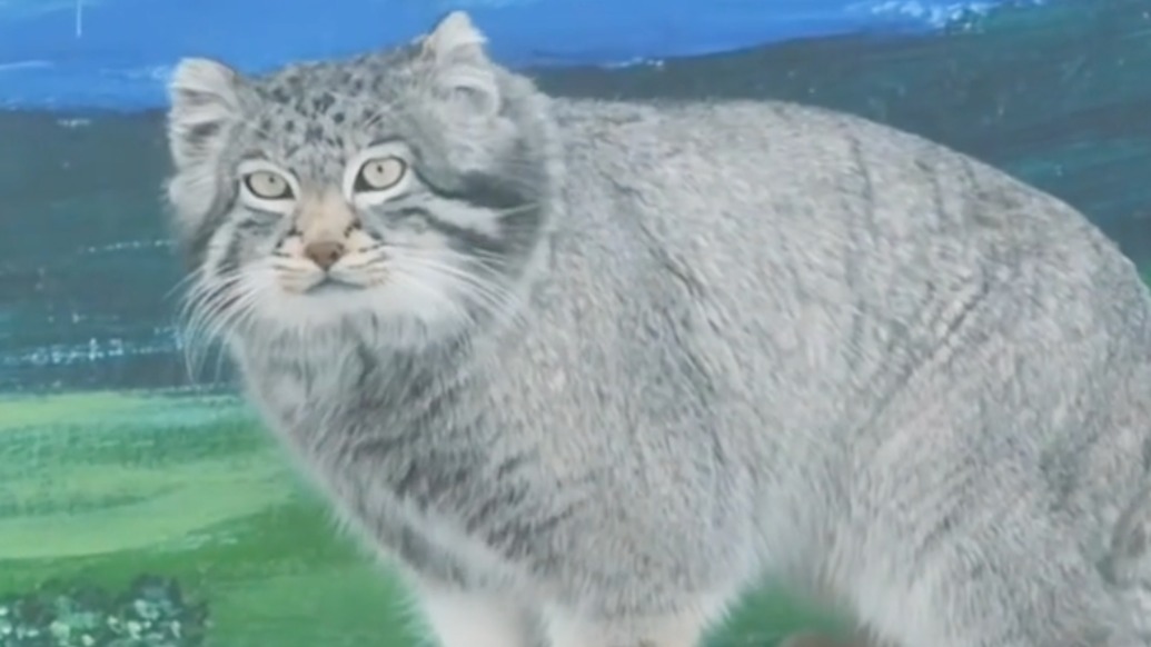 網(wǎng)紅兔猻“猻思邈”之子“猻三郎”病亡