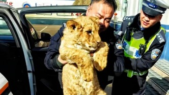 “当民警十几年第一次捡狮子”，山西高平警方：动物园运输途中跑出，已移交林业局