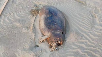 “功能性滅絕”儒艮尸體現(xiàn)廣東湛江海灘？專家：確認(rèn)為印太江豚