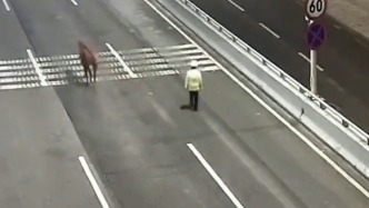 小馬打架被咬傷凌晨“負(fù)氣出走”跑上高架橋，民警將其送回馬場(chǎng)