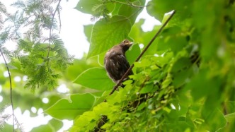 參展人談作品丨《復(fù)興鳥(niǎo)》Be A Bird