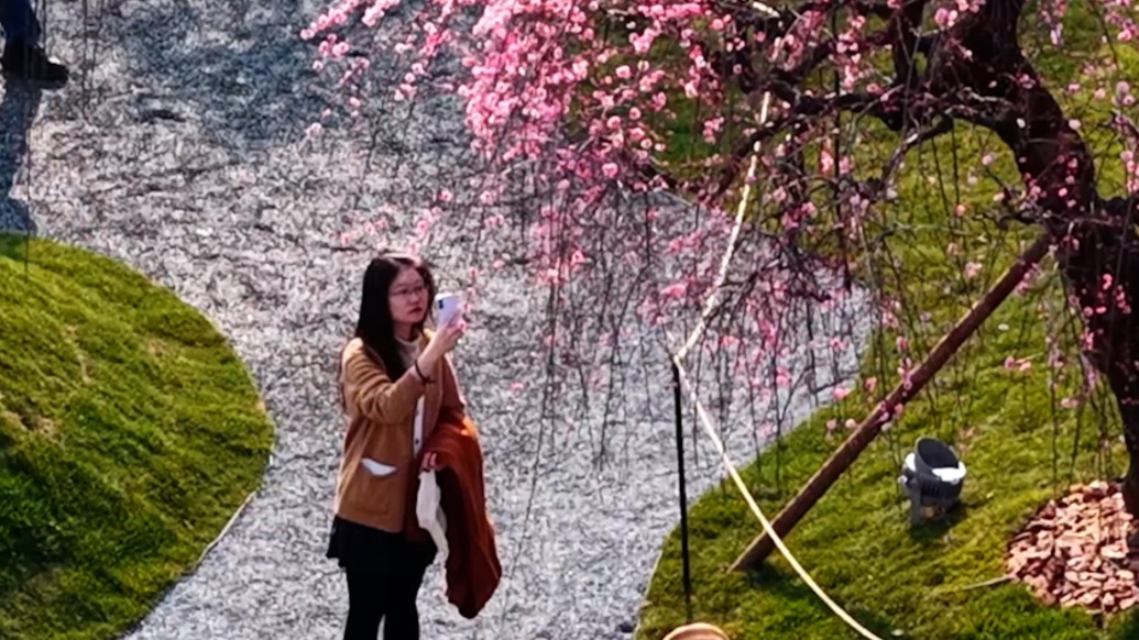 春节来看“花海瀑布”，世博文化公园“奇花艺境展”来啦