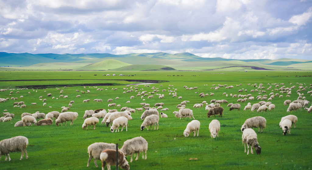 饕餮中国｜没有“风吹草低见牛羊”的长江三角洲，为何会有美味的羊馔
