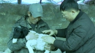 天山深處接羔忙，村干部：羊羔成活率達到95%以上