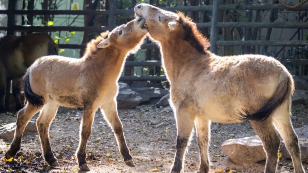 放马过来，“申”情款待丨来上海动物园找你的“本命马”