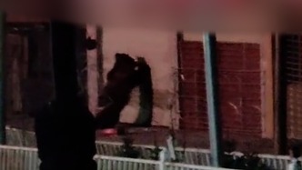 西藏网友拍下两只熊深夜打开饭店卷帘门，店主：店里没人