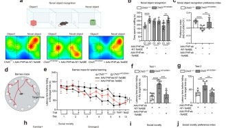 上海专家《Nature》发文：脑内精准基因编辑，或改写自闭症治疗困境