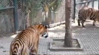 泰國官方通報(bào)清邁72只老虎死亡原因