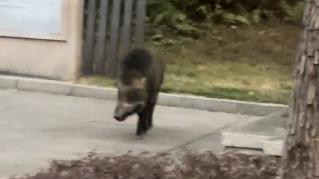 野豬闖入廟會(huì)，江門新會(huì)區(qū)：已異地放生處置