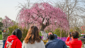 新春走基层｜马年梅花漾申城，高达十米的垂枝梅等你来打卡