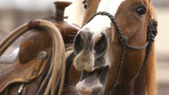 马儿嘶鸣为何高亢？研究揭示马的“双声部”发声方式