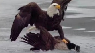 傷害性不大，侮辱性極強(qiáng)