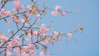春的腳步近了，上海早櫻預(yù)計(jì)本周進(jìn)入最佳觀賞期