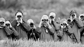 观鸟可能会延缓大脑衰老