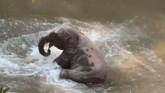 西雙版納：正努力隔離受傷亞洲象，具備條件后及時救助