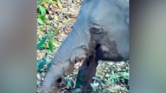 西双版纳一野象嘴部受伤，官方通报：正努力隔离该象，具备条件后及时救助