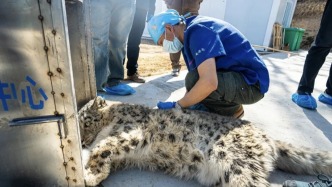 西宁一只野生雪豹误入城区仓库获救助，可能来自祁连山余脉