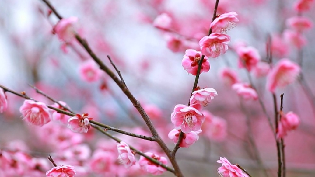 大美中國(guó)丨安徽旌德萬(wàn)余株梅花次第開(kāi)放，暗香浮動(dòng)引客來(lái)