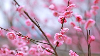 大美中国丨安徽旌德万余株梅花次第开放，暗香浮动引客来
