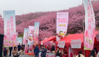 30万株樱花盛开，海内外游客奔赴福建赏花，看到一个新清流