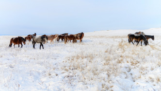 新疆昭苏：山区积雪开始大量融化，禁止在山区开展徒步及户外露营等活动