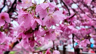 福樱满园 两岸同春：福建清流邀请游客尽享樱花浪漫、不负美好时光