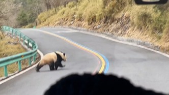 国宝出门遛弯！雅安景区观光车偶遇野生大熊猫