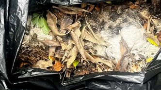 深圳一小区多只放养小猫相继死亡，物业提供报告显示感染猫瘟