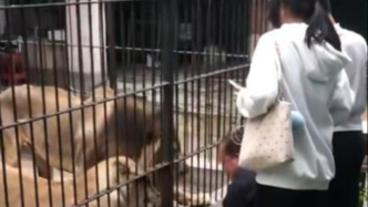 女童动物园投喂狮子突遭隔栏抓扯，已无大碍