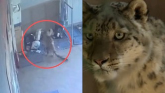 西宁野生动物园：西宁城区内发现一只野生雪豹，观察治疗后将择机放归